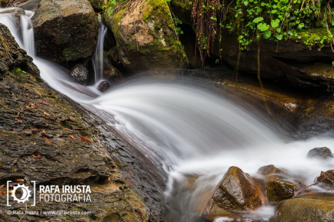 Brook flowing in the forest