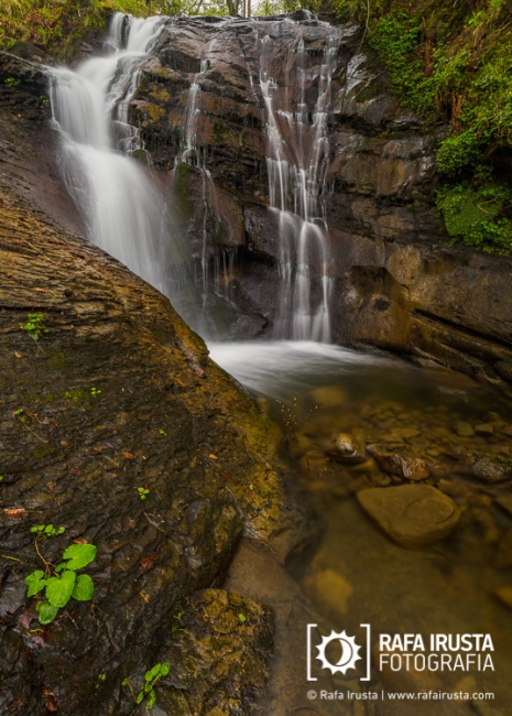 Water in the forest