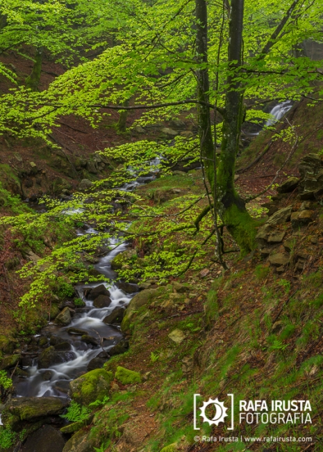 Spring colors in the forest, Gorbea Natural Park, Bizkaia, Spain