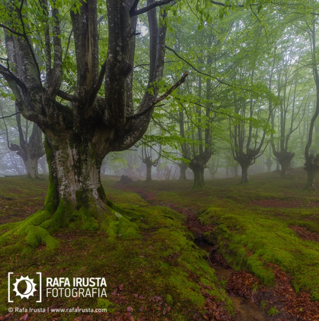 Gorbea Natural Park, Bizkaia, Spain