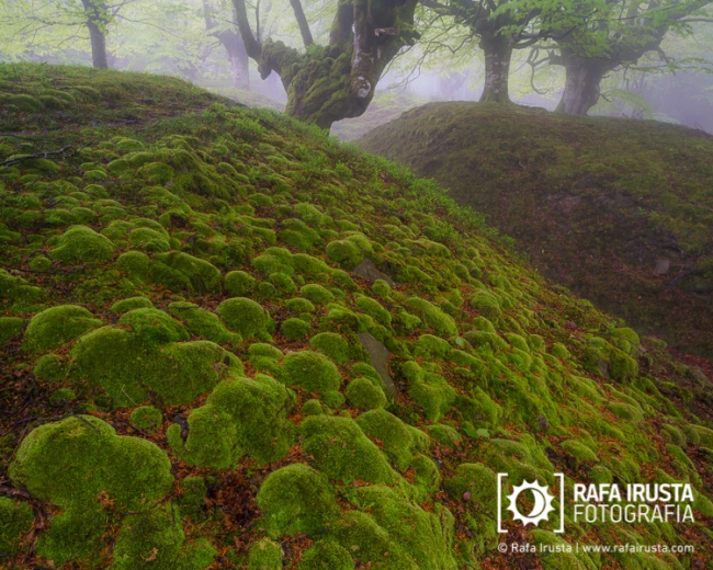 Gorbea Natural Park, Bizkaia, Spain