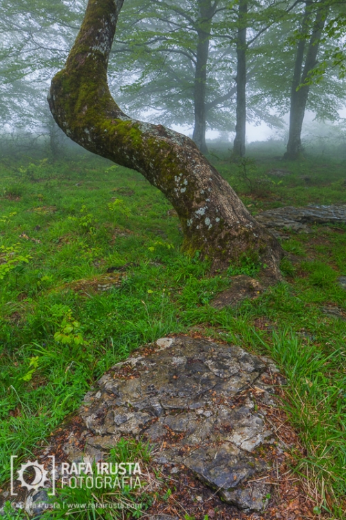 Crooked tree