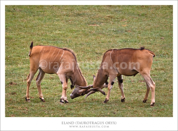 Two eland fighting