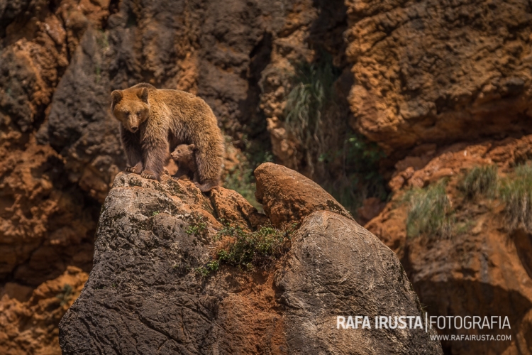 rirusta-20140517-1dx-0178