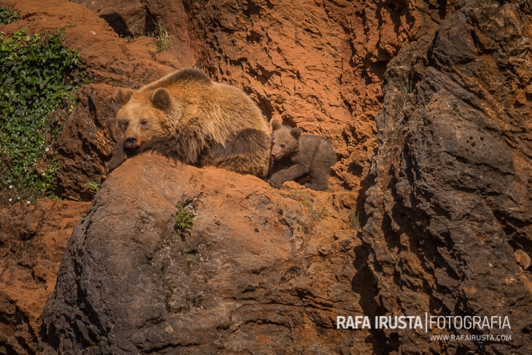 rirusta-20140517-1dx-9976
