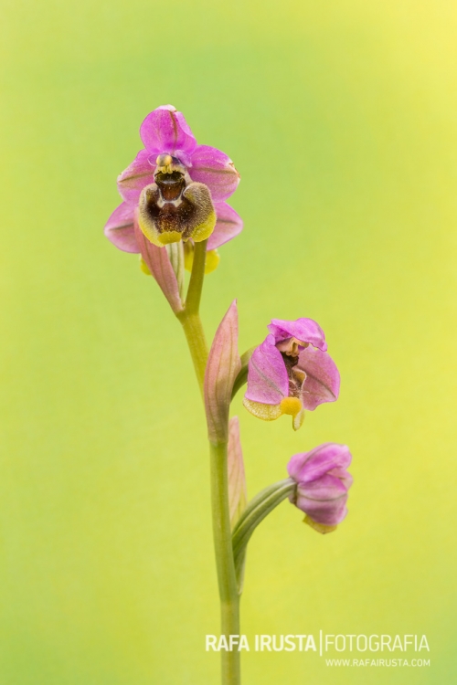Sawfly orchid, Ophrys tenthredinifera