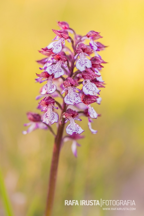 The lady orchid,