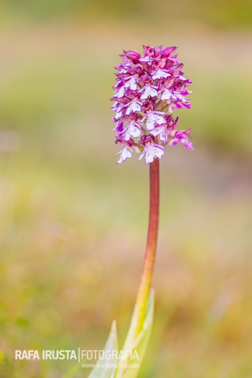 The lady orchid