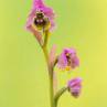 Sawfly orchid, Ophrys tenthredinifera