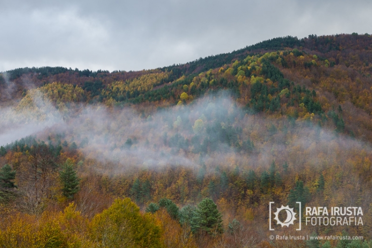 Selva de Irati, Navarra, Spain