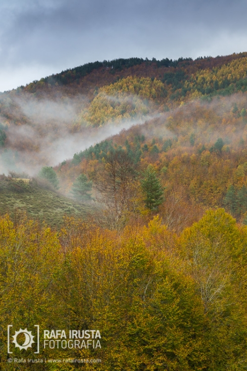 Selva de Irati, Navarra, Spain