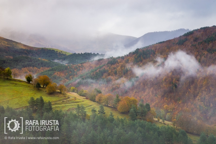 Selva de Irati, Navarra, Spain
