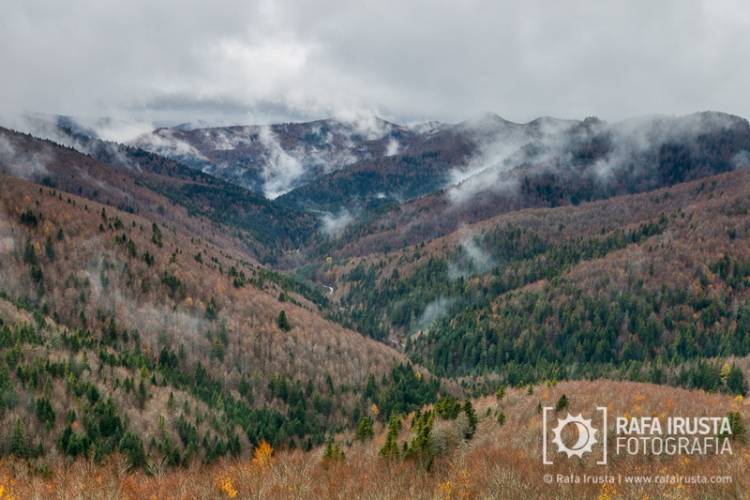 Selva de Irati, Navarra, Spain