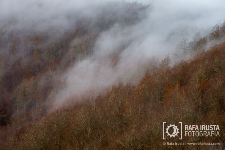 Selva de Irati, Navarra, Spain