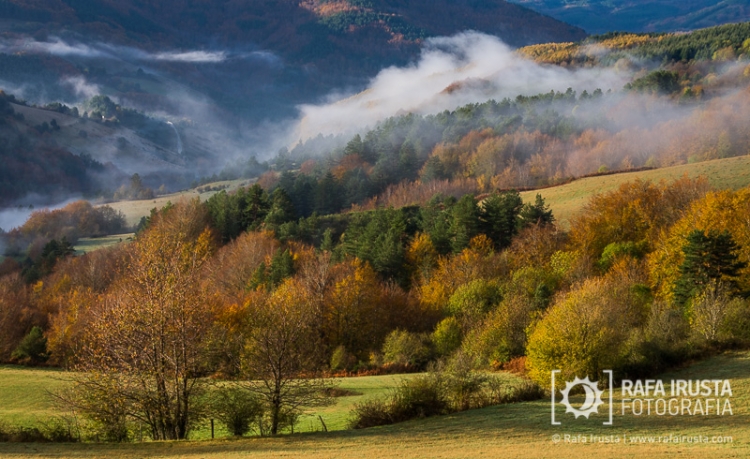 Selva de Irati, Navarra, Spain