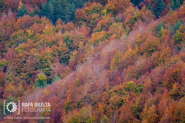 Colores de otoño en Irati