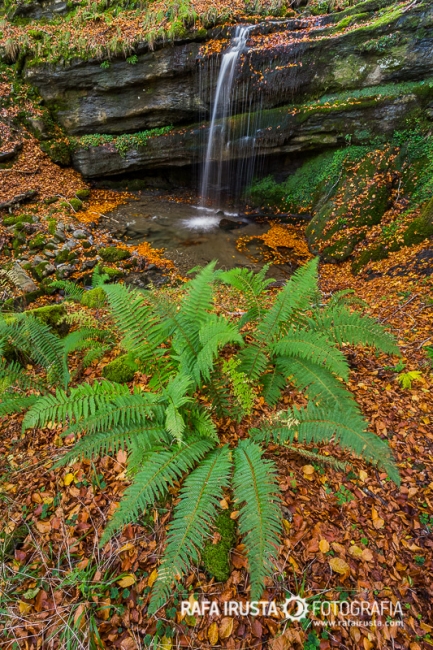 The ferns and the waterfall