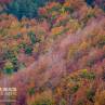 Colores de otoño en Irati