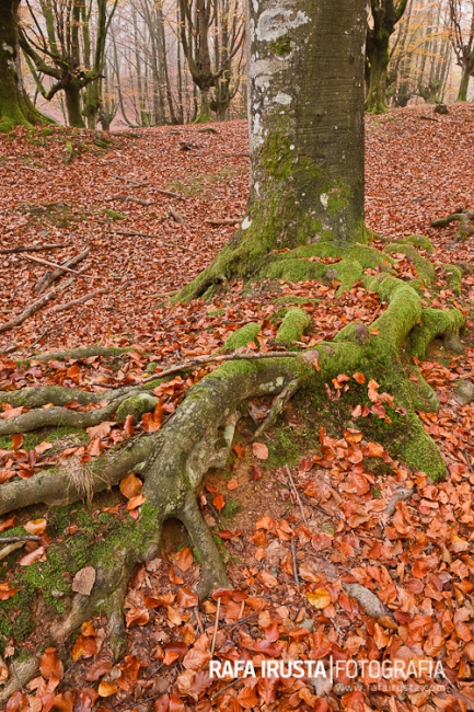 Colors in autumn season