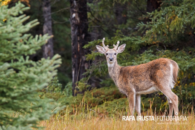 White-tailed deer, odocoileus virginianus