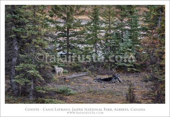 Coyote - Canis Latrans, Jasper National Park, Alberta, Canada