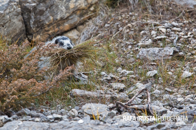 Hoary marmot, marmota caligata