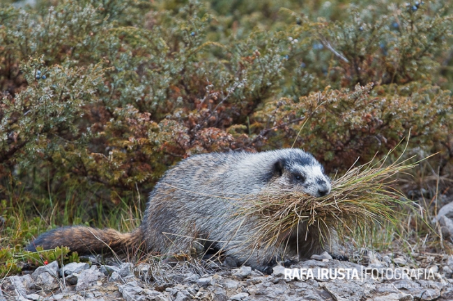 Hoary marmot, marmota caligata