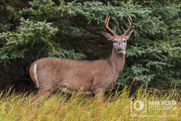 White-tailed deer, odocoileus virginianus