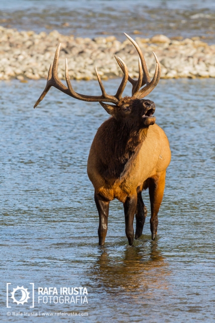 Bugling bull elk, cervus canadensis