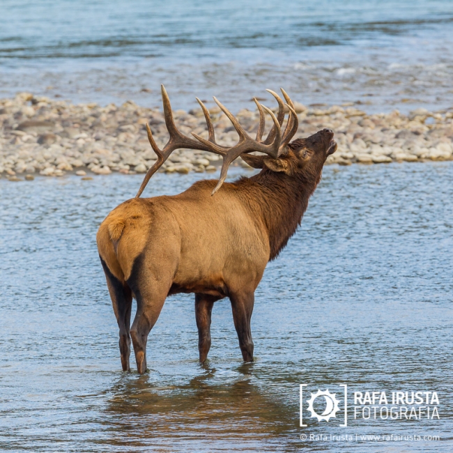 Bugling bull elk, cervus canadensis