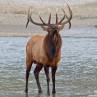 Bull elk, cervus canadensis
