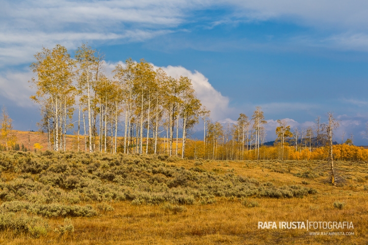 Fall aspen trees