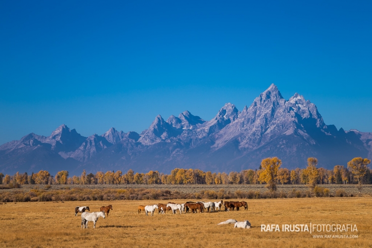 Grand Teton National Park, Wyoming, USA