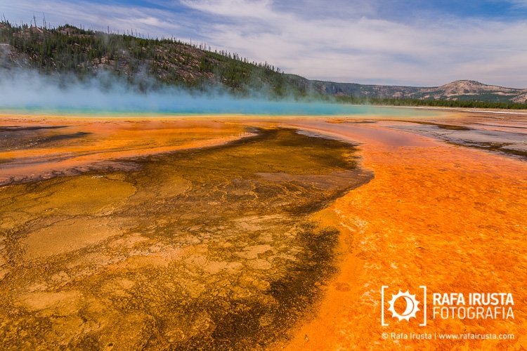 Pigmented bacteria in the microbial mats