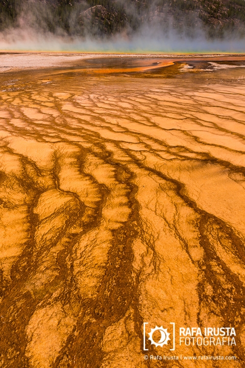Pigmented bacteria in the microbial mats