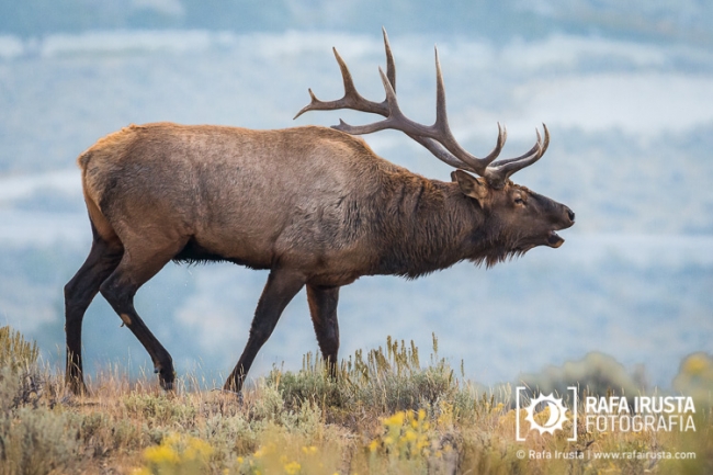 Bull elk bugling
