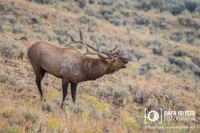 Bull elk bugling