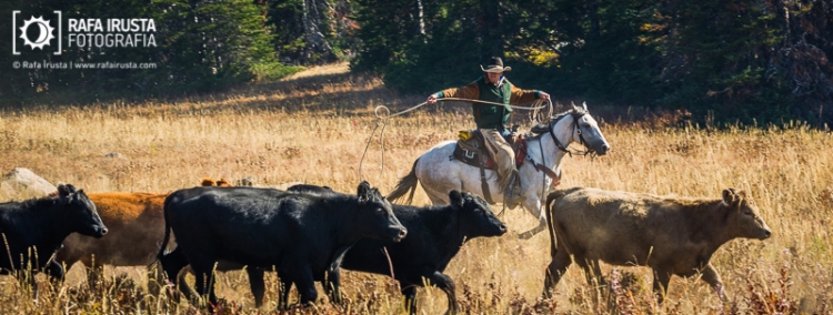 Cowboy on horseback