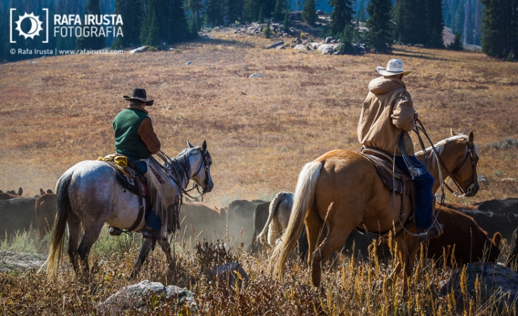 Cowboys on horseback