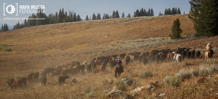 Cowboys on horseback