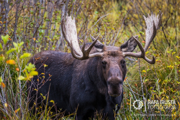 Bull moose