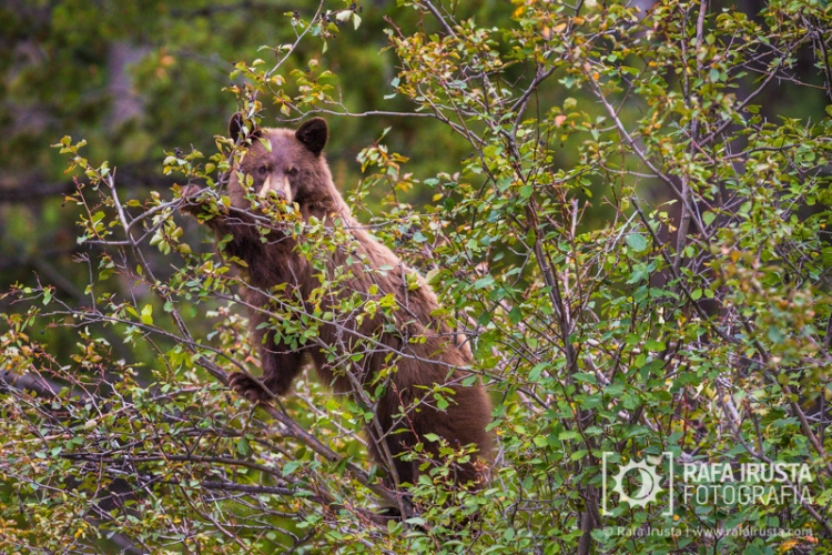 Cinnamon black bear feeding on berries
