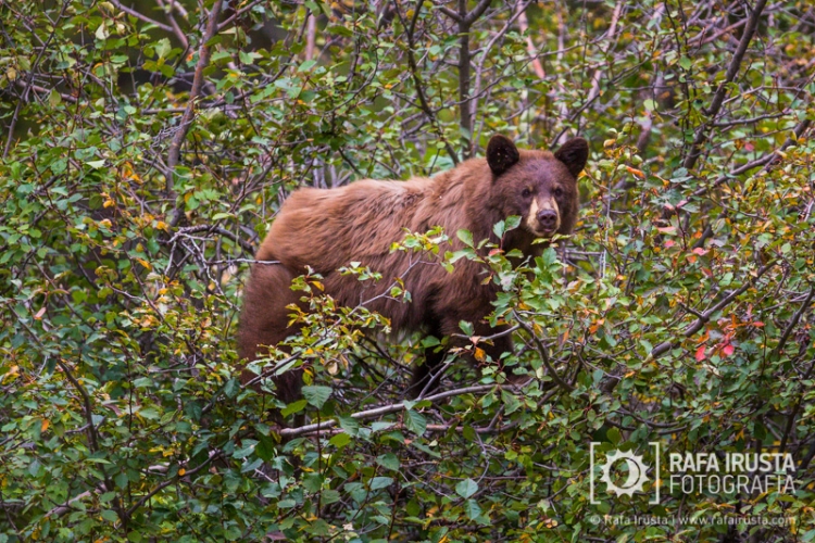 Cinnamon black bear feeding on berries