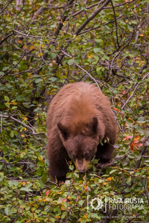 Cinnamon black bear feeding on berries