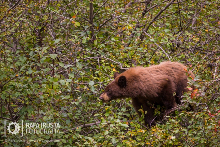 Cinnamon black bear feeding on berries