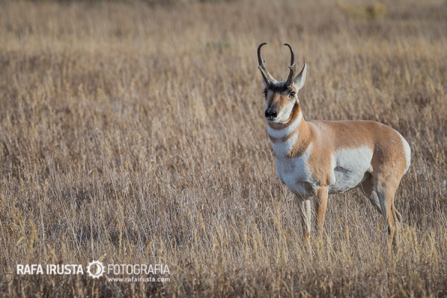 Pronghorn
