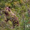 Cinnamon black bear feeding on berries