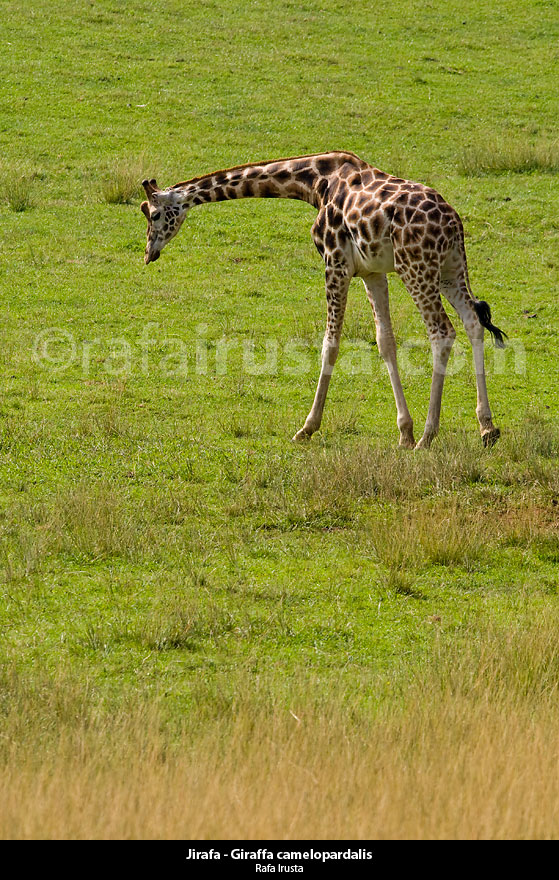 Jirafa - Giraffa camelopardalis