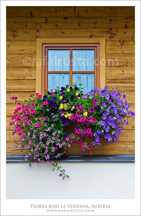 Decoracion floral 2, Austria