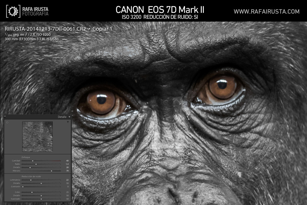 Probando Canon EOS 7D Mark II, gorila en Cabárceno, Cantabria, recorte ISO3200 con reductor de ruido